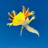 Hypomelanistic Axolotl