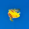 Hypomelanistic Axolotl